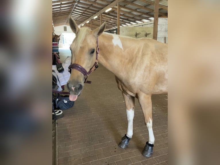 Paint Horse Stute 3 Jahre Palomino in Biendorf