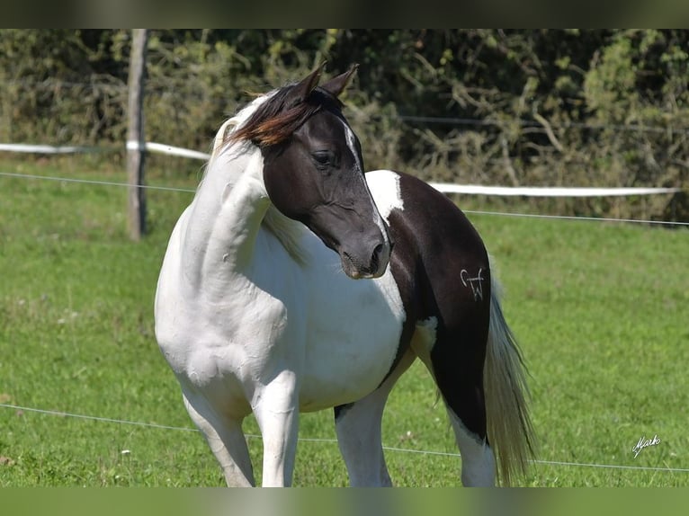 Paint Horse Stute 3 Jahre Tobiano-alle-Farben in Pribram