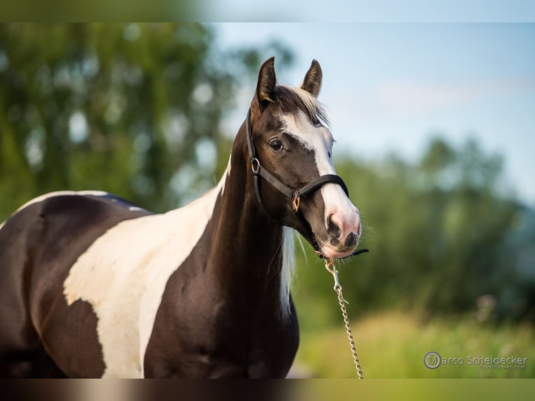 Paint Horse Stute 4 Jahre 144 cm in Fu&#xDF;ach