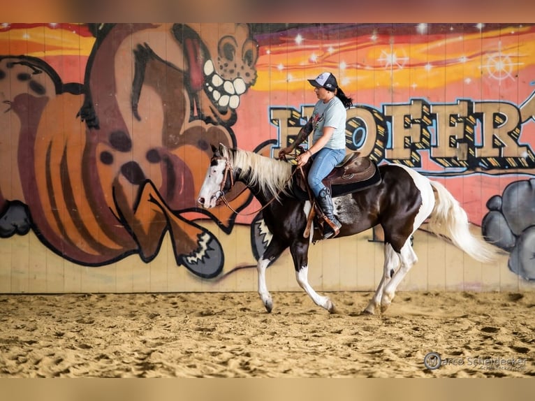 Paint Horse Stute 4 Jahre 144 cm in Fu&#xDF;ach