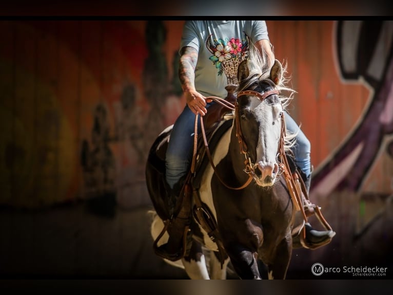 Paint Horse Stute 4 Jahre 144 cm in Fu&#xDF;ach