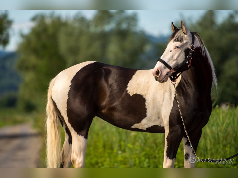 Paint Horse Stute 4 Jahre 144 cm in Fu&#xDF;ach