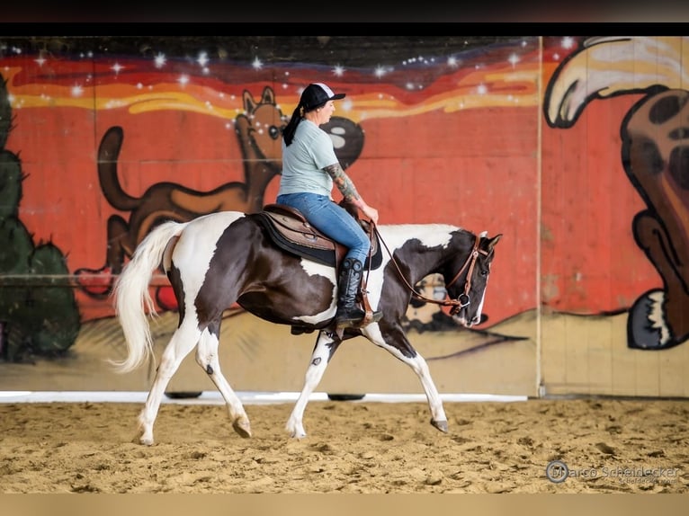 Paint Horse Stute 4 Jahre 144 cm in Fu&#xDF;ach