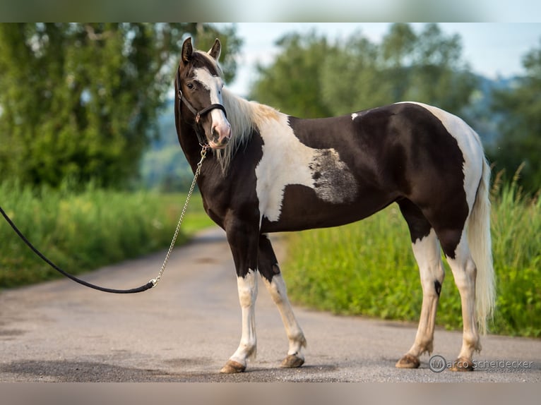 Paint Horse Stute 4 Jahre 144 cm in Fu&#xDF;ach