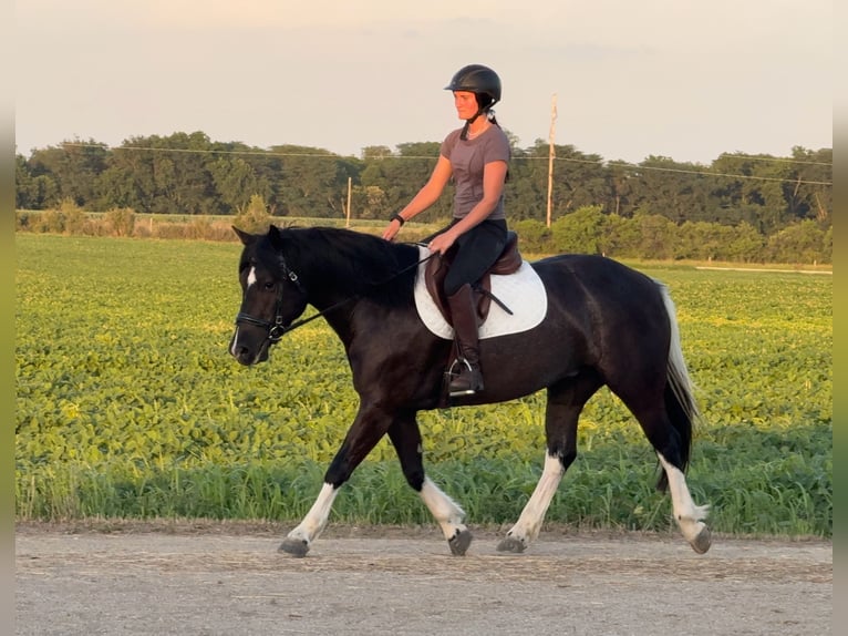 Paint Horse Mix Stute 4 Jahre 145 cm Schecke in Ames