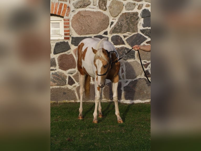 Paint Horse Stute 4 Jahre 145 cm Tobiano-alle-Farben in Krakow am See