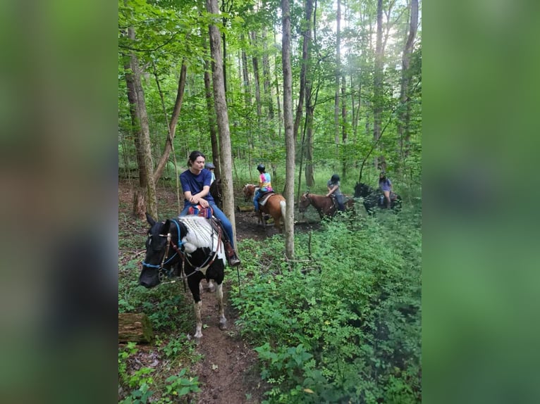 Paint Horse Stute 4 Jahre 147 cm Tobiano-alle-Farben in Ashland Oh