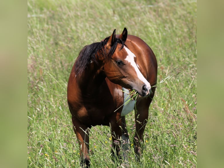 Paint Horse Stute 4 Jahre 148 cm Overo-alle-Farben in Bautzen