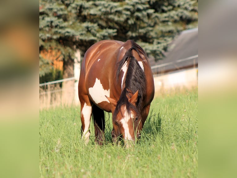 Paint Horse Stute 4 Jahre 148 cm Overo-alle-Farben in Bautzen