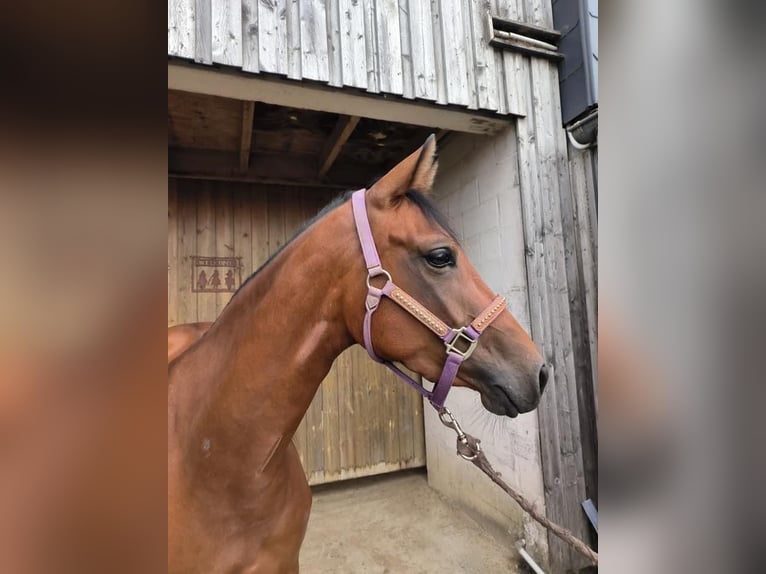 Paint Horse Stute 4 Jahre 150 cm Brauner in Nideggen