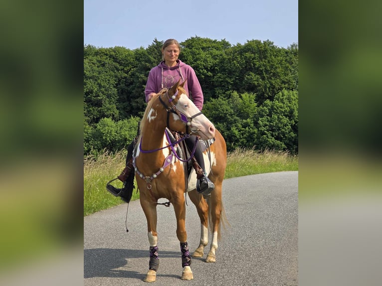 Paint Horse Stute 4 Jahre 150 cm Overo-alle-Farben in Linkenbach