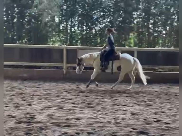 Paint Horse Stute 4 Jahre 150 cm Tobiano-alle-Farben in Erbach