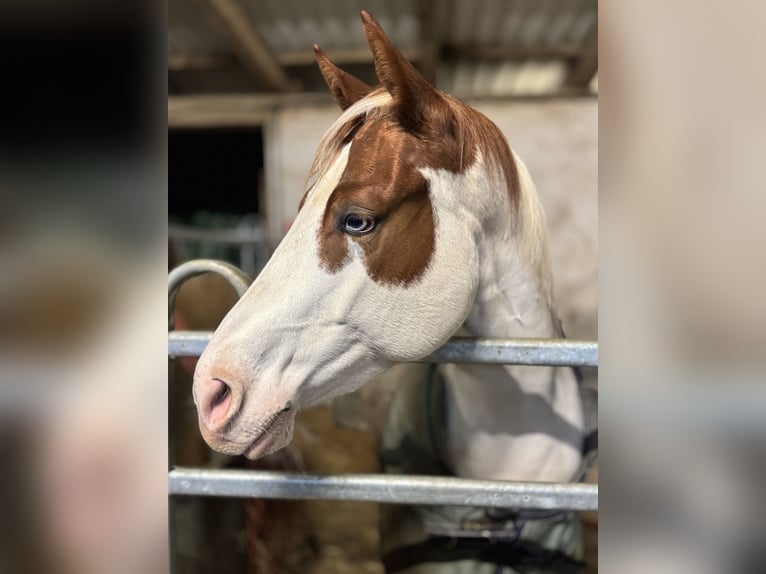 Paint Horse Stute 4 Jahre 150 cm Tobiano-alle-Farben in Erbach