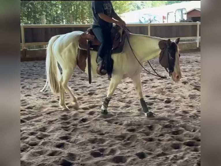 Paint Horse Stute 4 Jahre 150 cm Tobiano-alle-Farben in Erbach