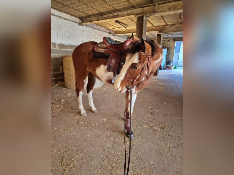 Paint Horse Mix Stute 4 Jahre 151 cm Overo-alle-Farben in Bexbach- Höchen