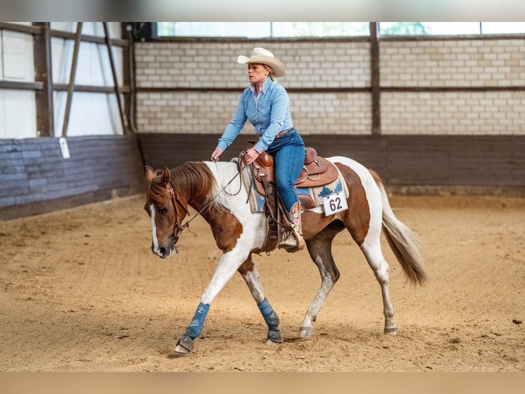 Paint Horse Stute 4 Jahre 151 cm Tobiano-alle-Farben in Bergkamen