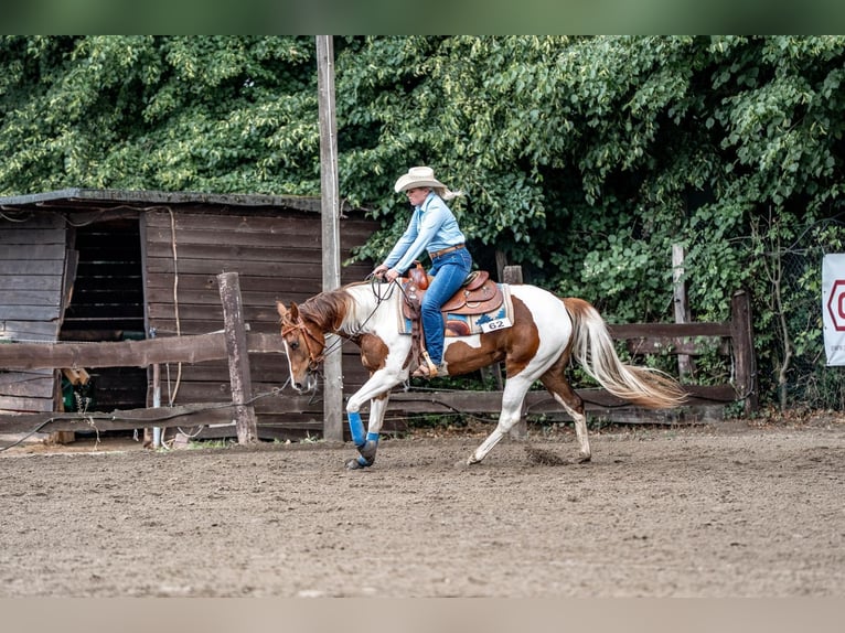 Paint Horse Stute 4 Jahre 151 cm Tobiano-alle-Farben in Bergkamen
