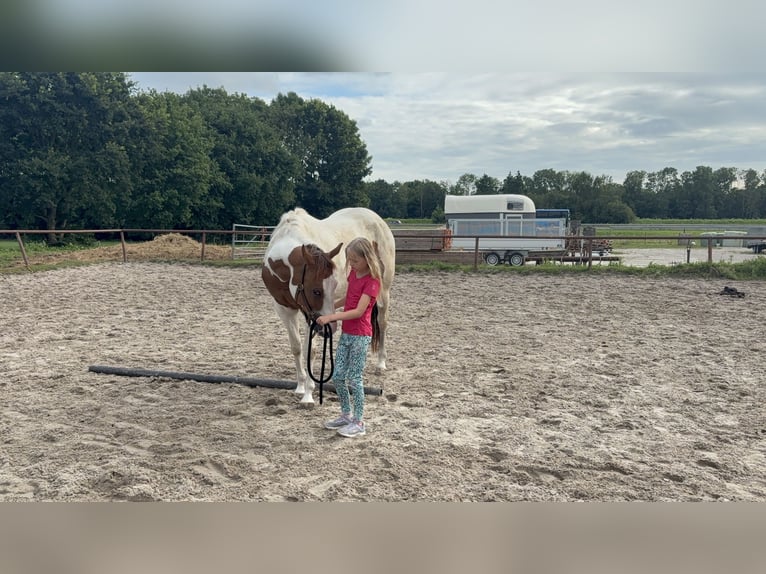 Paint Horse Stute 4 Jahre 151 cm Tobiano-alle-Farben in Winschoten