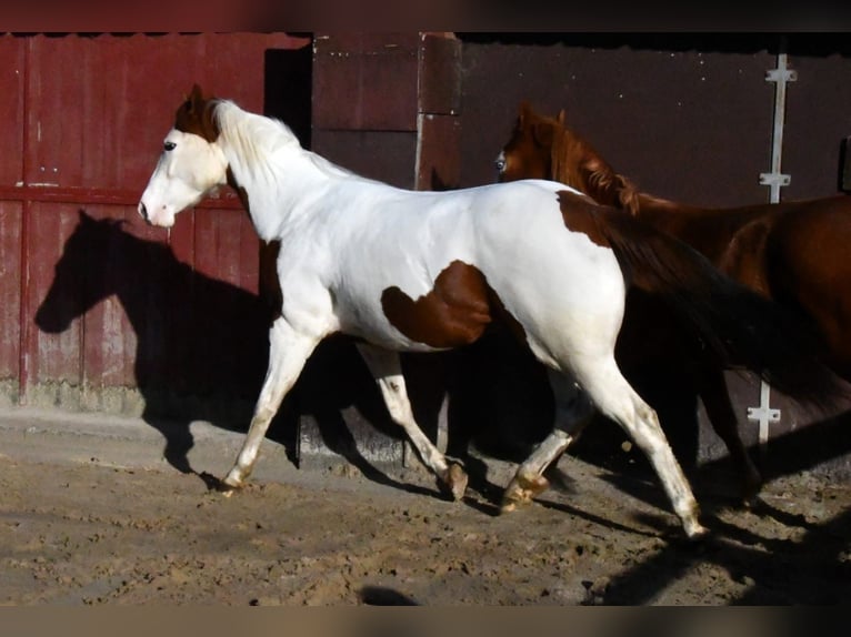 Paint Horse Stute 4 Jahre 151 cm Tobiano-alle-Farben in Winschoten