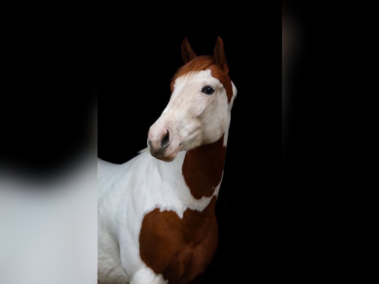 Paint Horse Stute 4 Jahre 151 cm Tobiano-alle-Farben in Winschoten