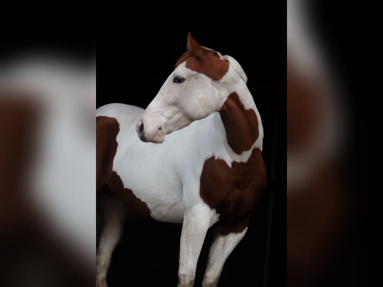 Paint Horse Stute 4 Jahre 151 cm Tobiano-alle-Farben in Winschoten