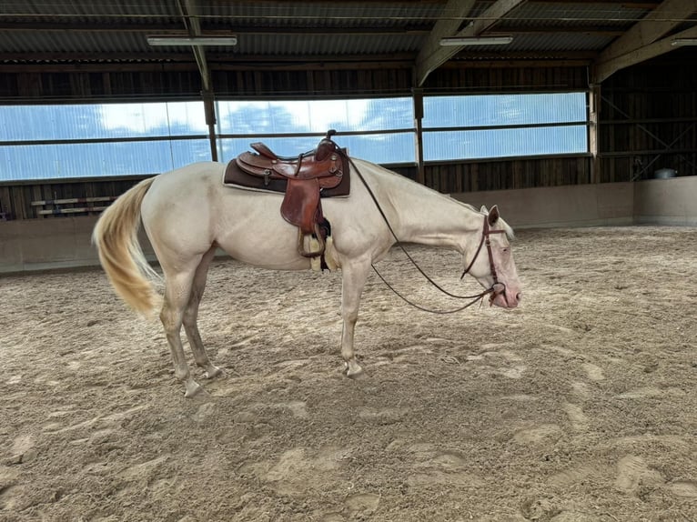 Paint Horse Stute 4 Jahre 152 cm Perlino in Bomlitz