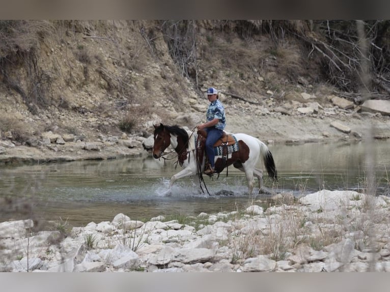 Paint Horse Stute 4 Jahre 152 cm in Macon, MO