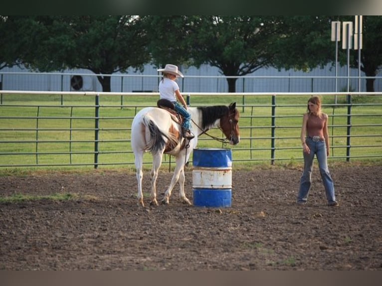 Paint Horse Stute 4 Jahre 152 cm in Macon, MO