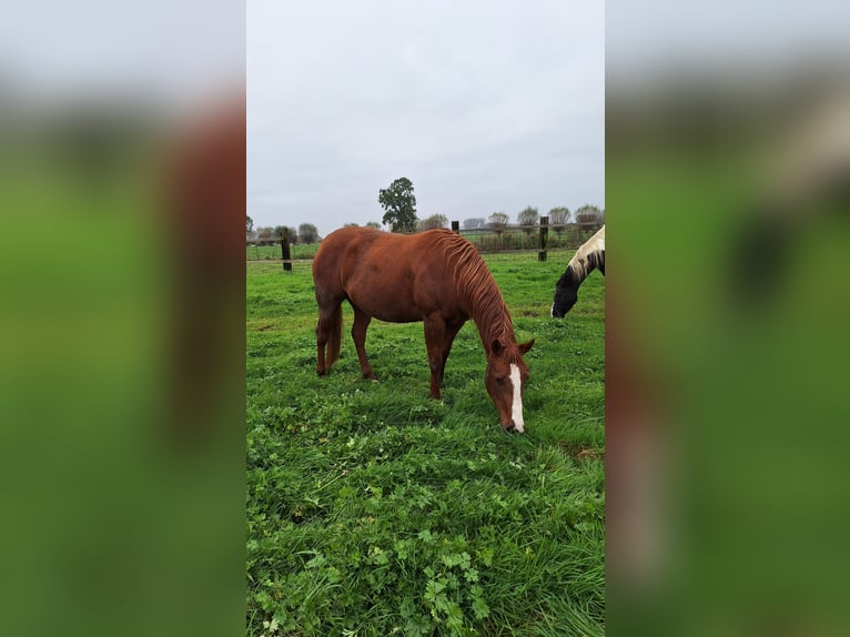 Paint Horse Stute 4 Jahre 153 cm in Gavere