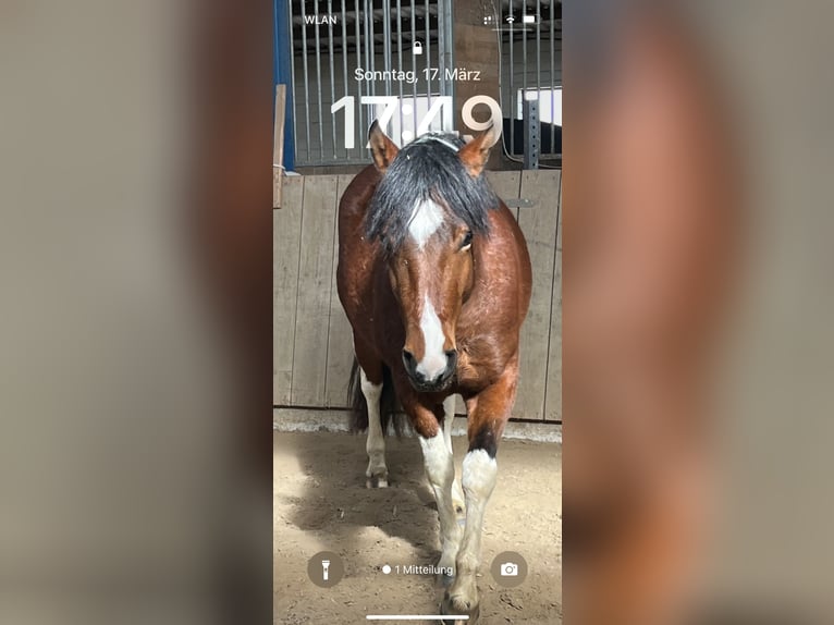 Paint Horse Mix Stute 4 Jahre 153 cm Tobiano-alle-Farben in Krummhörn