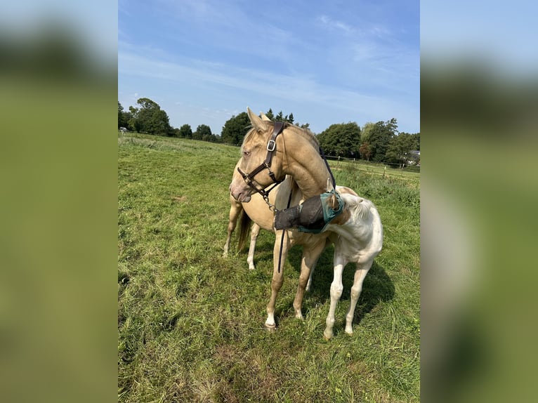 Paint Horse Stute 4 Jahre 154 cm Champagne in OttersbergOttersberg