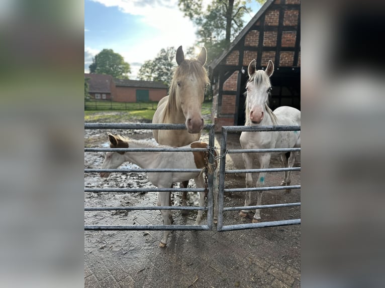 Paint Horse Stute 4 Jahre 154 cm Champagne in OttersbergOttersberg