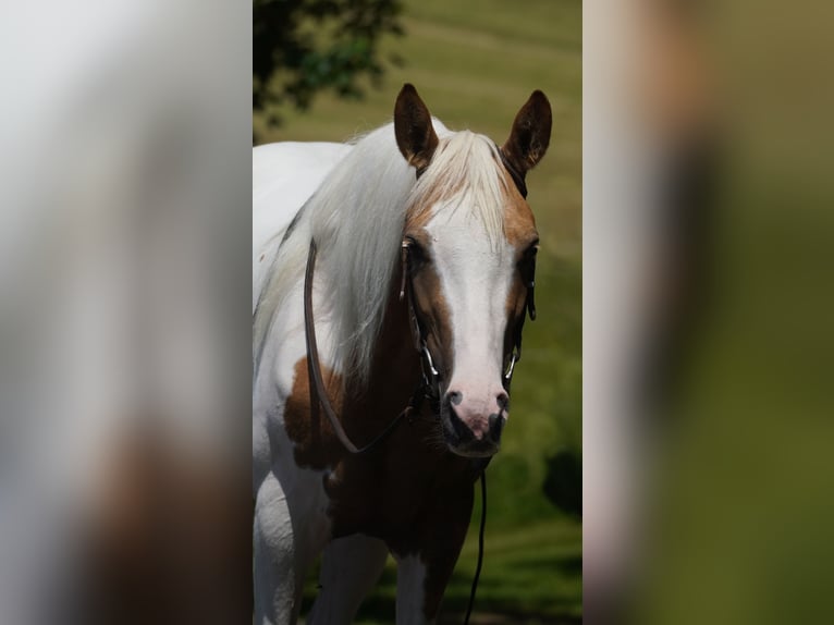 Paint Horse Mix Stute 4 Jahre 154 cm Schecke in Nettersheim