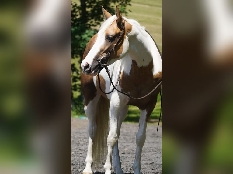 Paint Horse Mix Stute 4 Jahre 154 cm Schecke in Nettersheim
