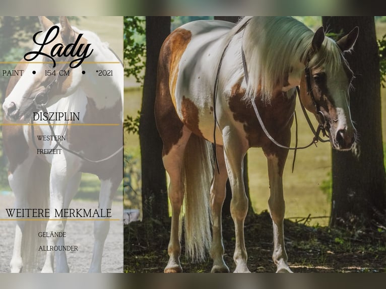 Paint Horse Mix Stute 4 Jahre 154 cm Schecke in Nettersheim