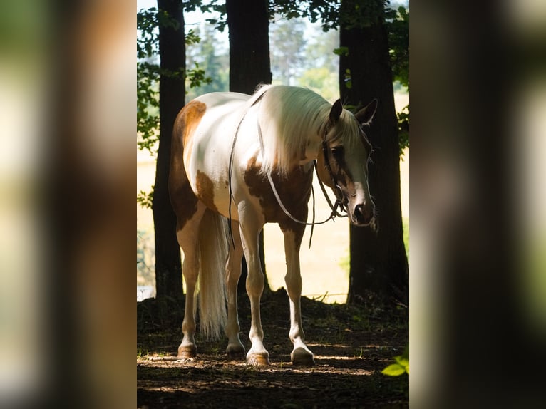 Paint Horse Mix Stute 4 Jahre 154 cm Schecke in Nettersheim