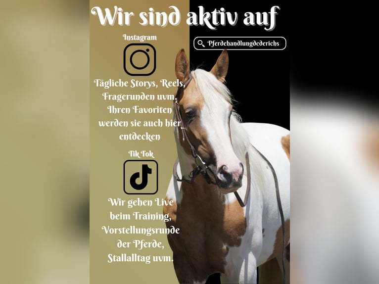 Paint Horse Mix Stute 4 Jahre 154 cm Schecke in Nettersheim