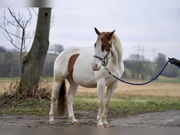 Paint Horse Stute 4 Jahre Tobiano-alle-Farben in Erbach