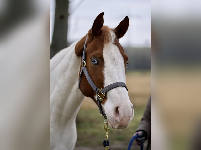Paint Horse Stute 4 Jahre Tobiano-alle-Farben in Erbach