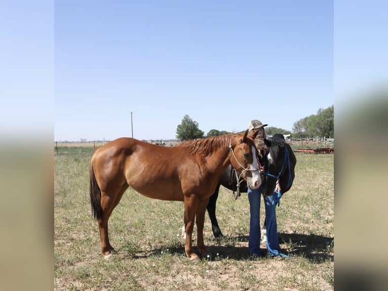 Paint Horse Stute 5 Jahre 142 cm Fuchs in Muleshoe Tx