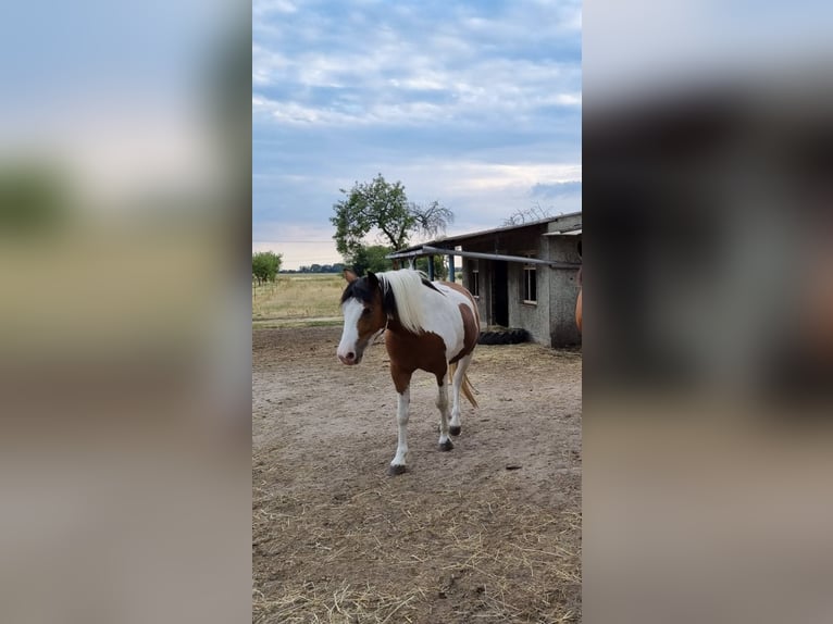 Paint Horse Mix Stute 5 Jahre 144 cm in Coswig
