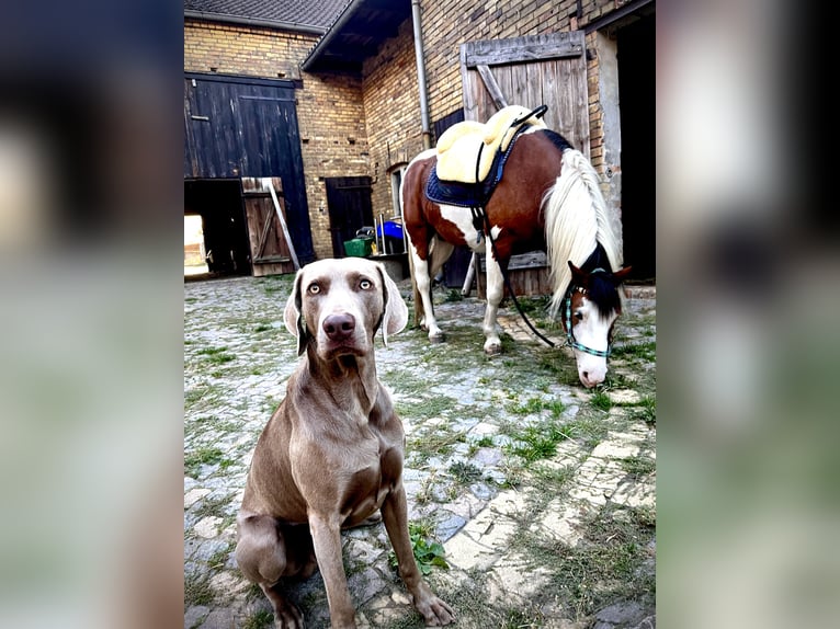 Paint Horse Mix Stute 5 Jahre 144 cm in Coswig