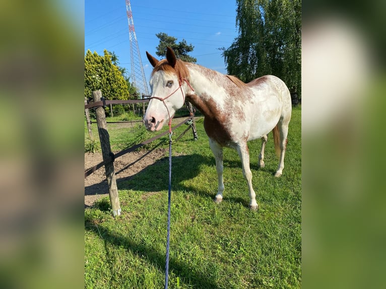 Paint Horse Stute 5 Jahre 150 cm Overo-alle-Farben in Cermenate