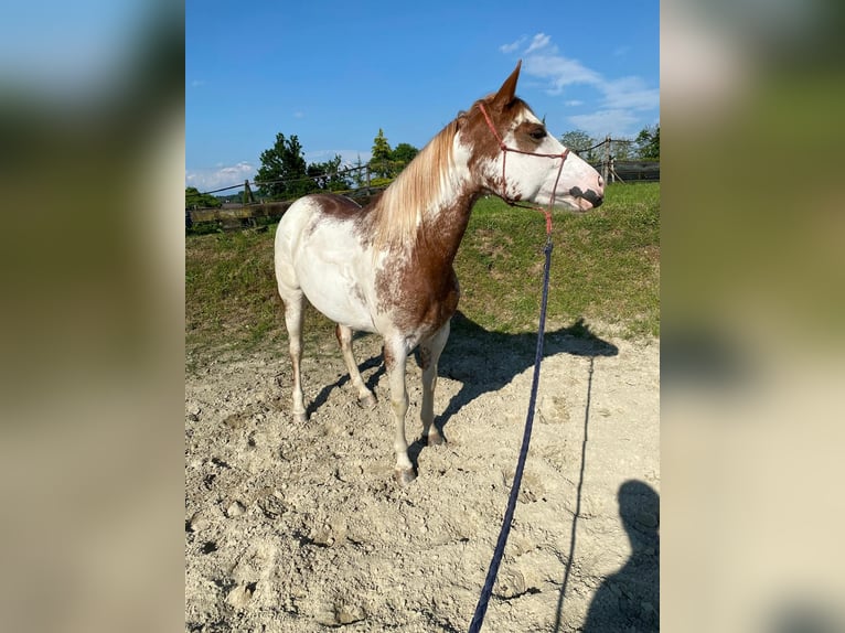 Paint Horse Stute 5 Jahre 150 cm Overo-alle-Farben in Cermenate