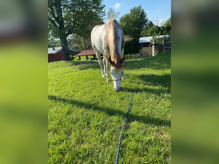 Paint Horse Stute 5 Jahre 150 cm Overo-alle-Farben in Cermenate