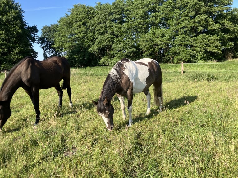 Paint Horse Stute 5 Jahre 150 cm Tobiano-alle-Farben in Rukieten