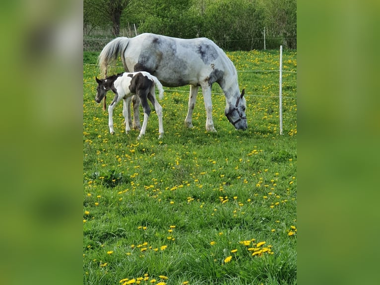 Paint Horse Stute 5 Jahre 150 cm Tobiano-alle-Farben in Rukieten