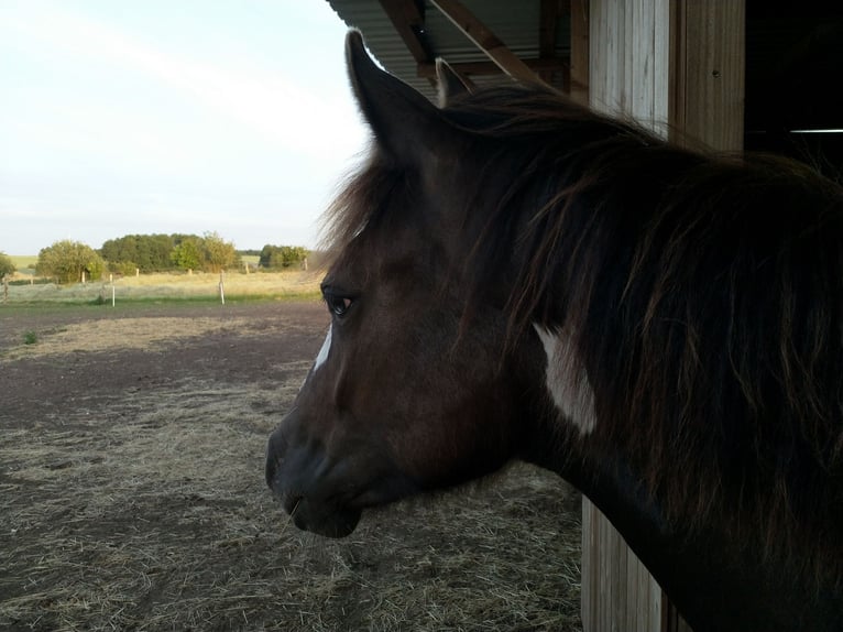 Paint Horse Stute 5 Jahre 150 cm Tobiano-alle-Farben in Rukieten