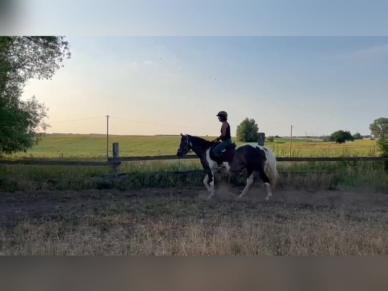 Paint Horse Stute 5 Jahre 150 cm Tobiano-alle-Farben in Rukieten