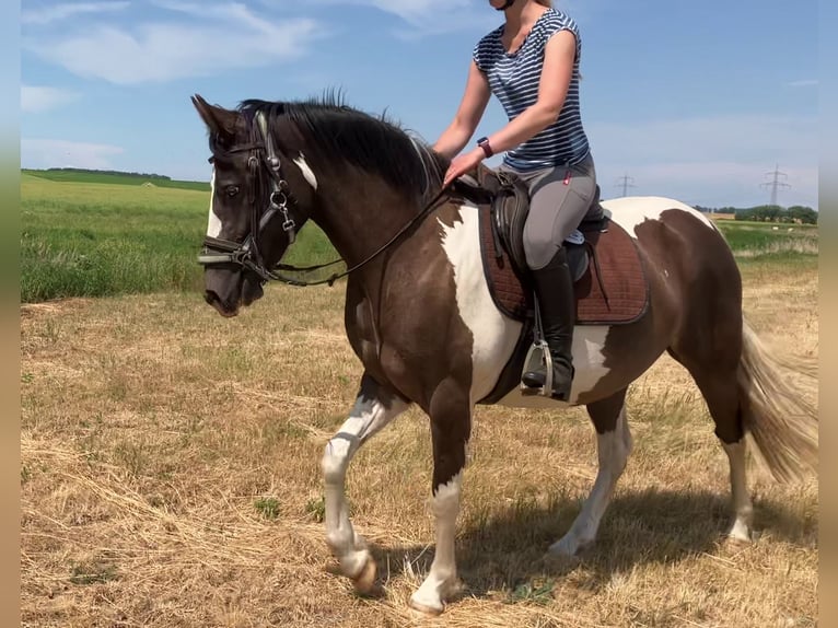 Paint Horse Stute 5 Jahre 150 cm Tobiano-alle-Farben in Rukieten